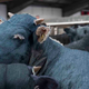 Image for article titled Levi’s Factory Implicated In Cruel Treatment Of Denim Cows